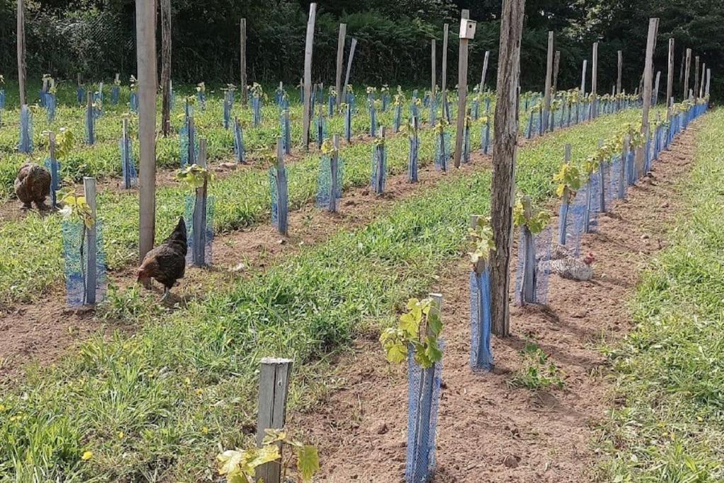 La Clef des Champs, gîte à la ferme au pied des vignes, Finistère sud ! photo 3