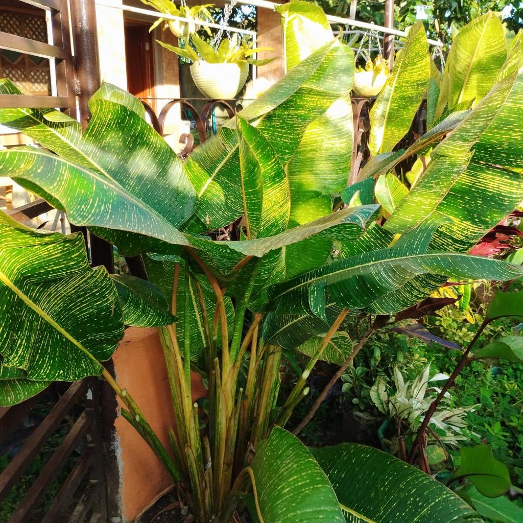 Garden Villa photo 4