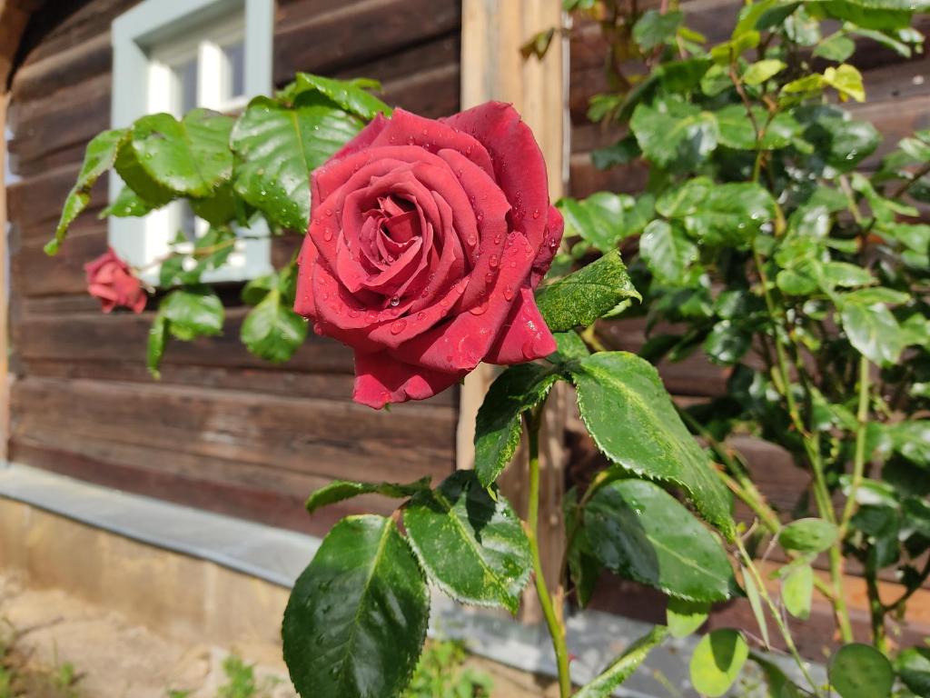Flachshäusl photo 3