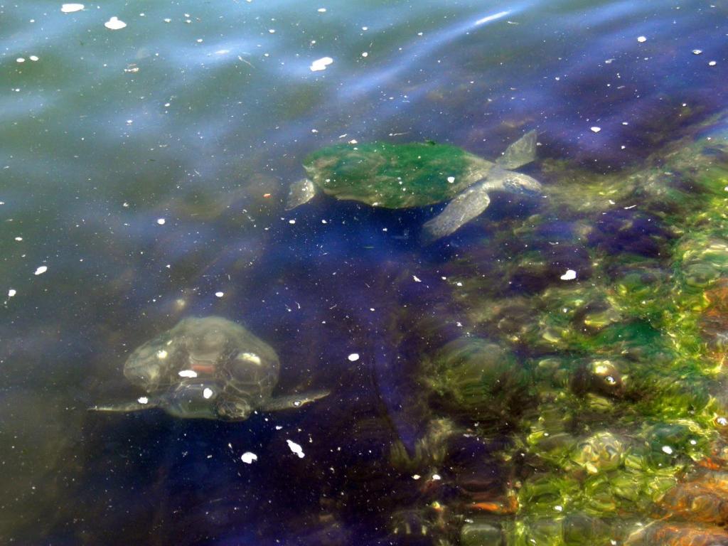 Recanto das tartarugas photo 4