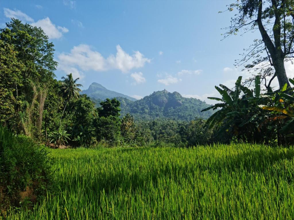 Silver Hill Ecovillage photo 4