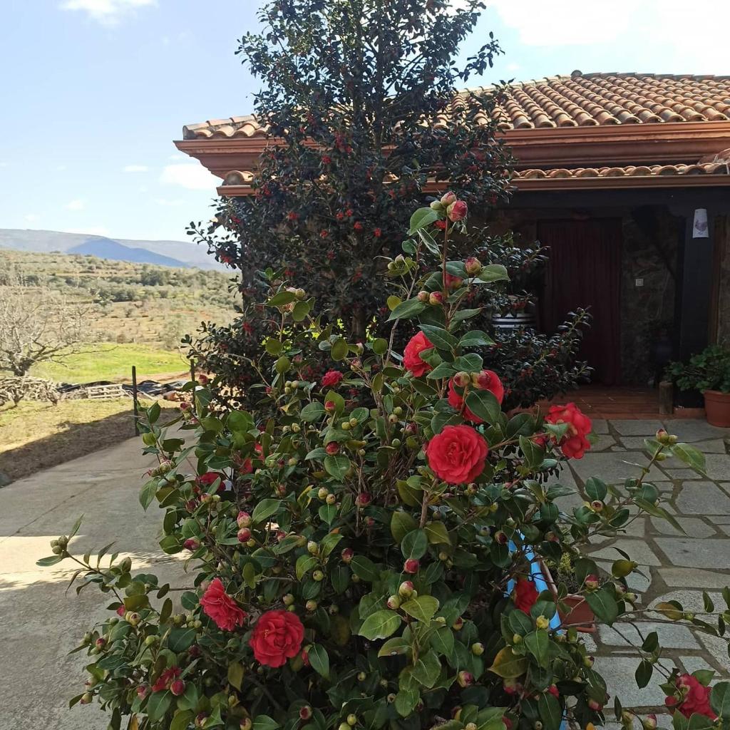 Casa Rural Los Olivos photo 4