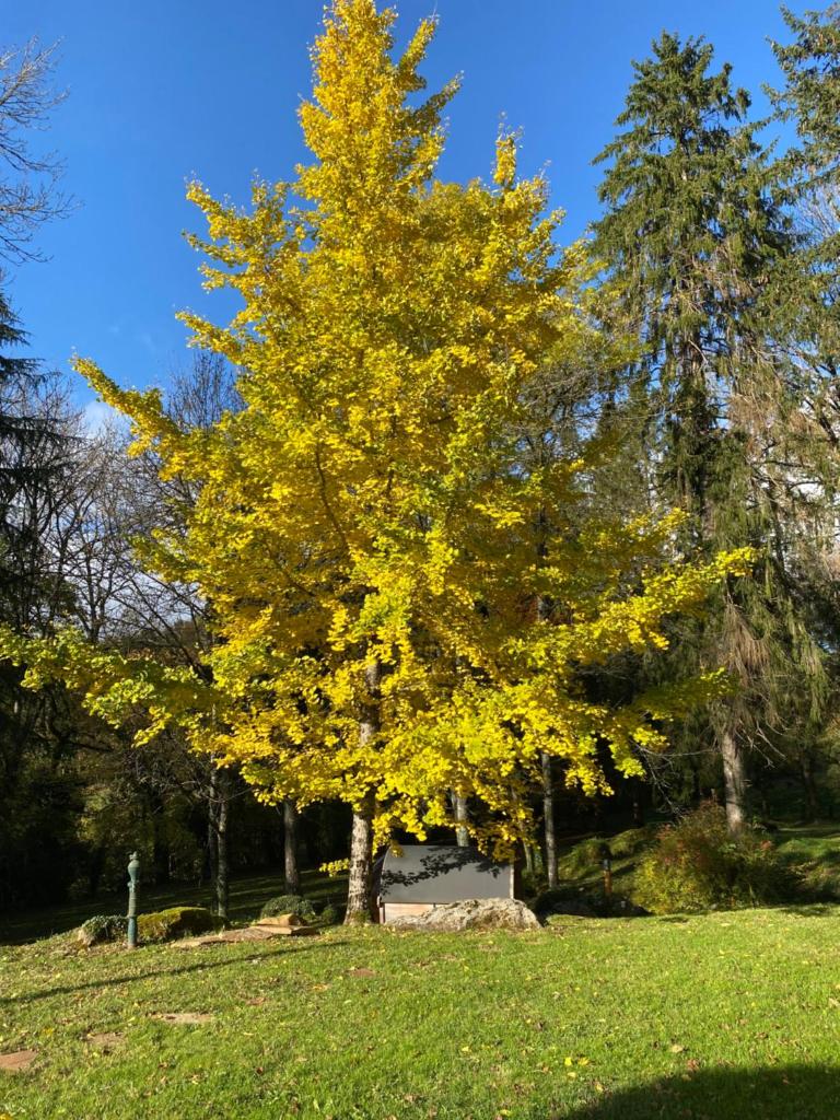 LE TILLEUL DE BRESSOLLES photo 2