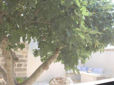 Dimora Cavalieri charming house salento puglia photo 2
