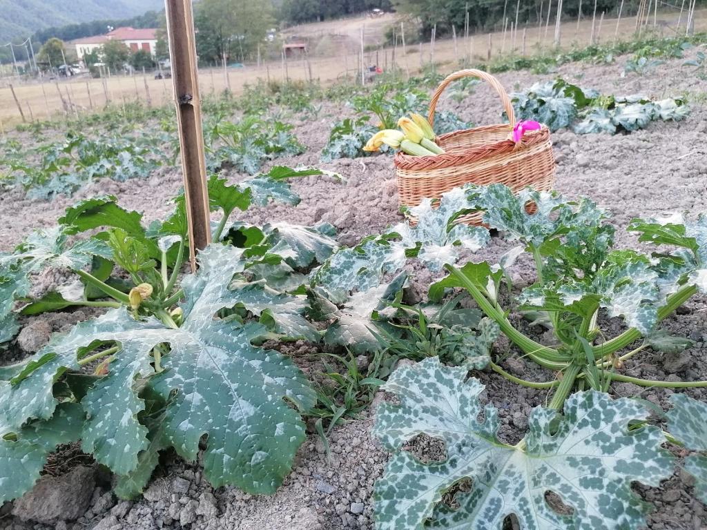 Agriturismo dei Legi photo 1