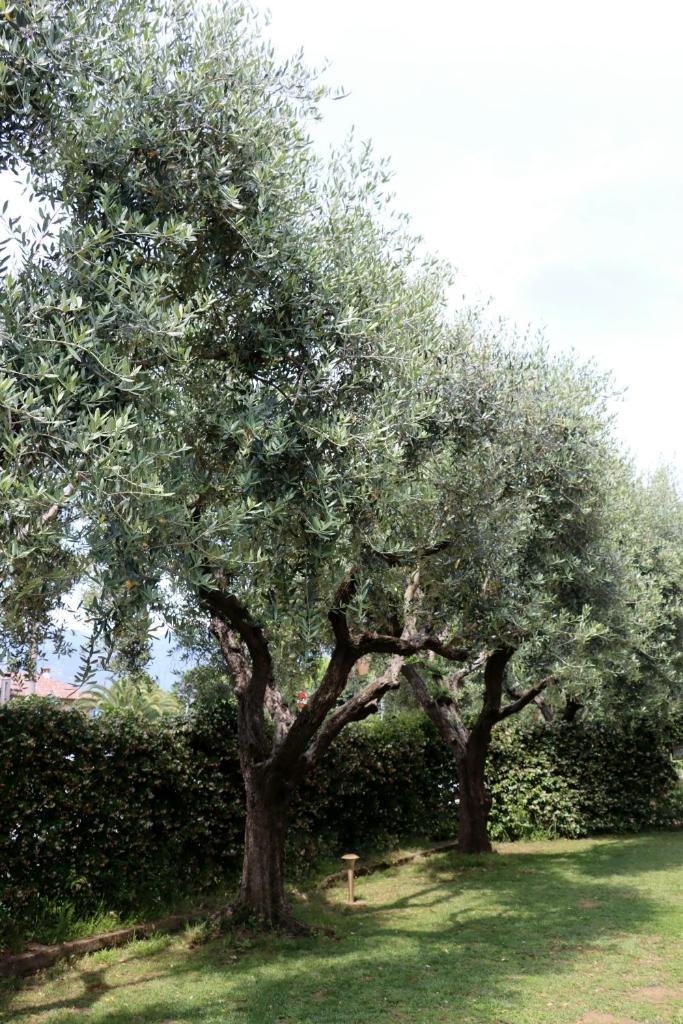 Il Toscanello photo 2