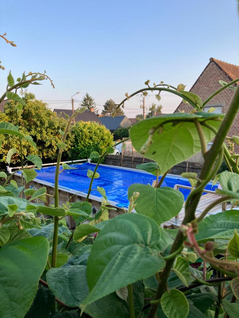 La Canopée photo 3