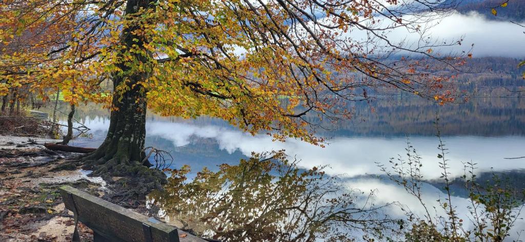 Apartments & Hostel Bohinj photo 1