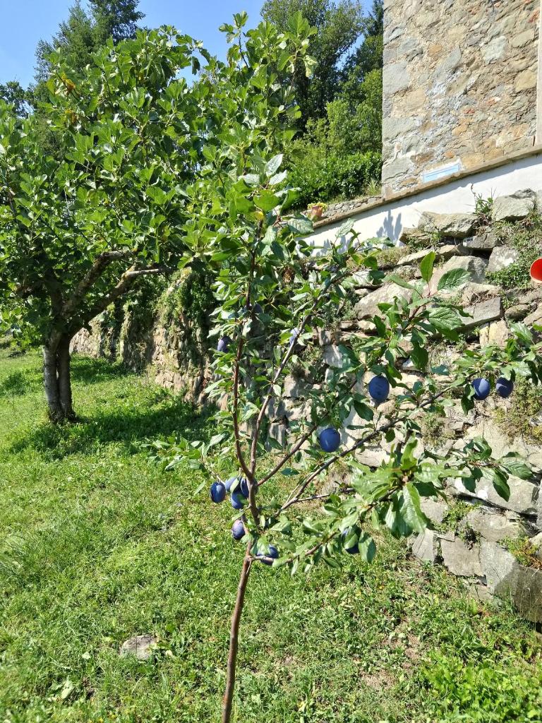 La casa del girasole photo 2