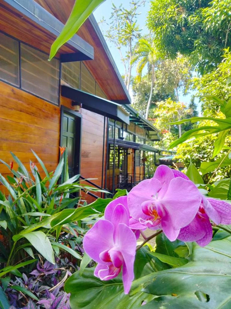 Selva Madre Eco-Sanctuary photo 3