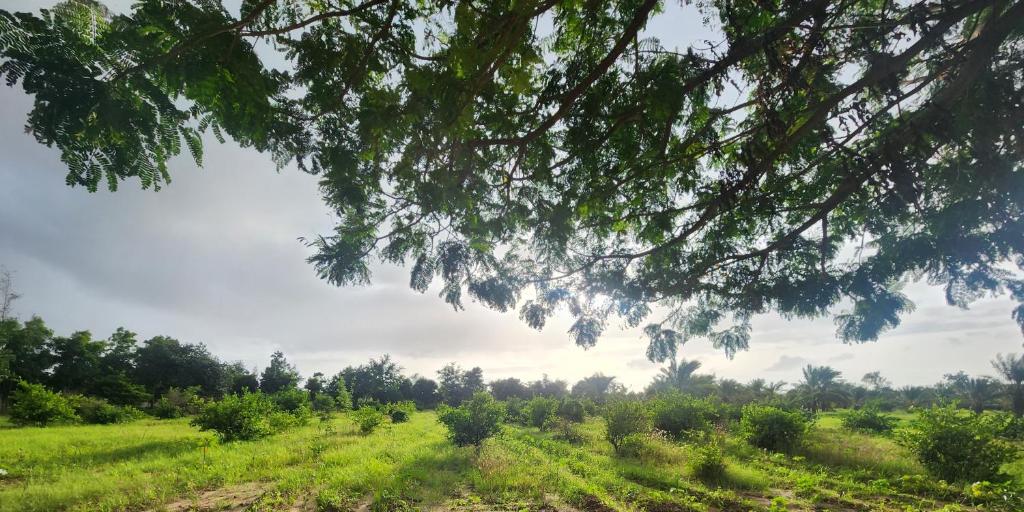 Amrutiya Farmview Suit photo 2