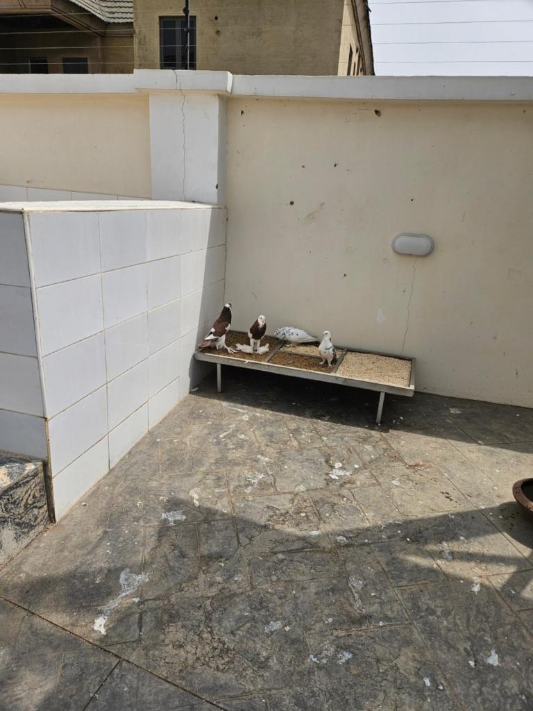 Kams Villa Asokoro photo 2