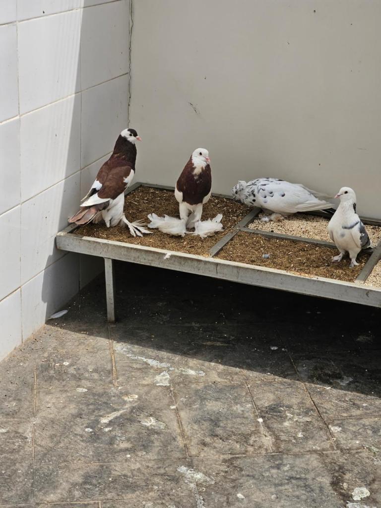 Kams Villa Asokoro photo 1