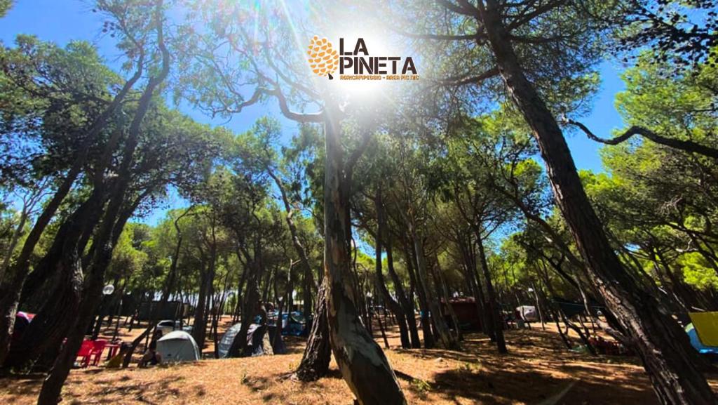 Agricampeggio La Pineta photo 4