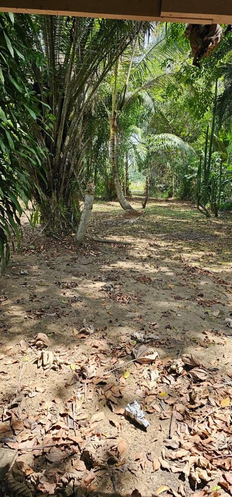 JUNGLE HOUSE photo 3