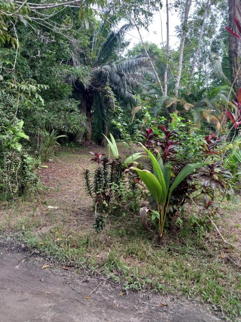 JUNGLE HOUSE photo 1