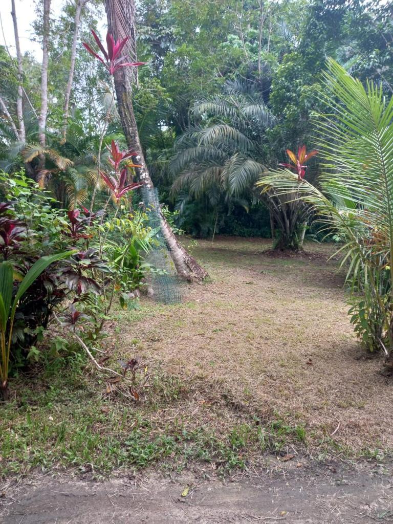 JUNGLE HOUSE