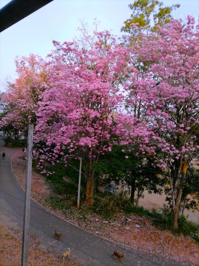 Roberosia - Holiday Home photo 4