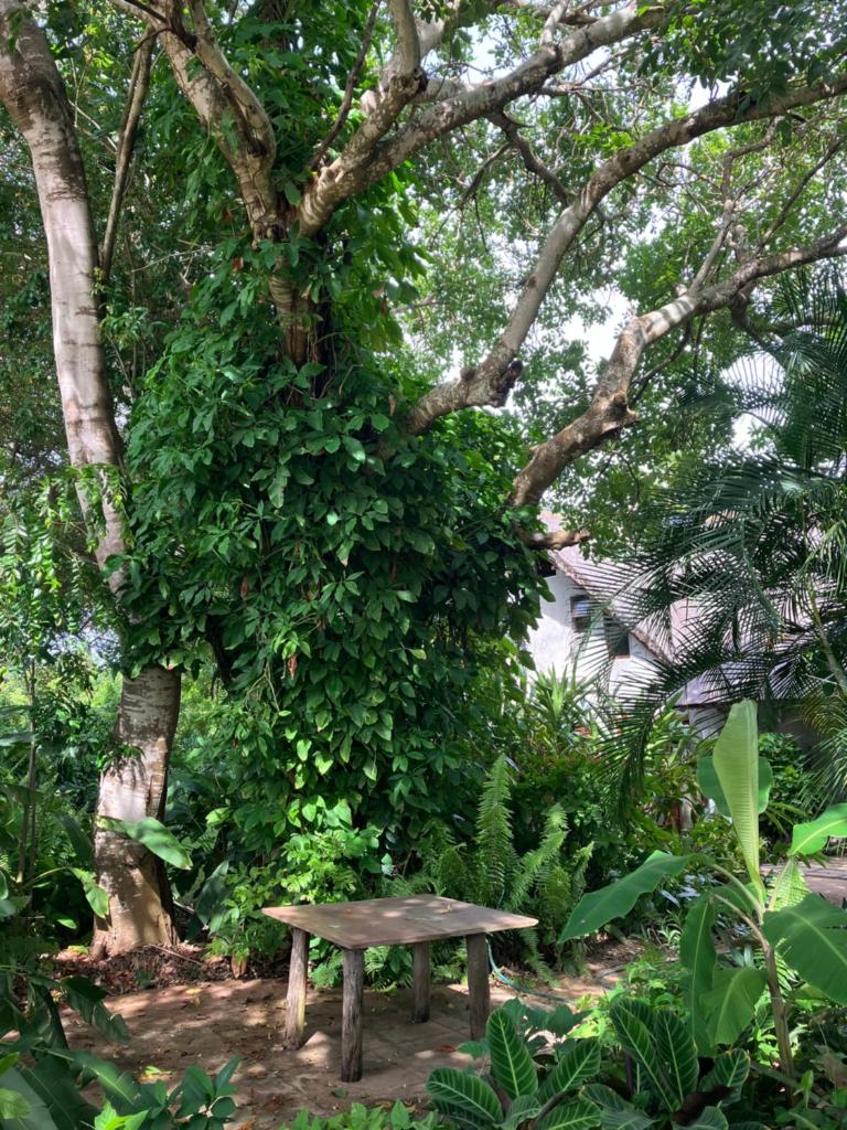 Casa Jardim photo 1