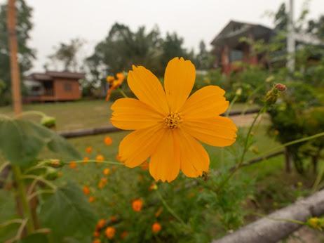 Bansuan viewpai photo 2