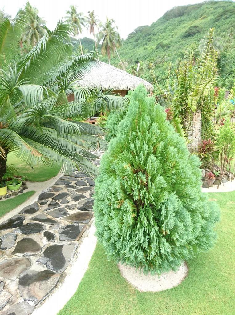 Rops Location Huahine bungalow premium photo 3