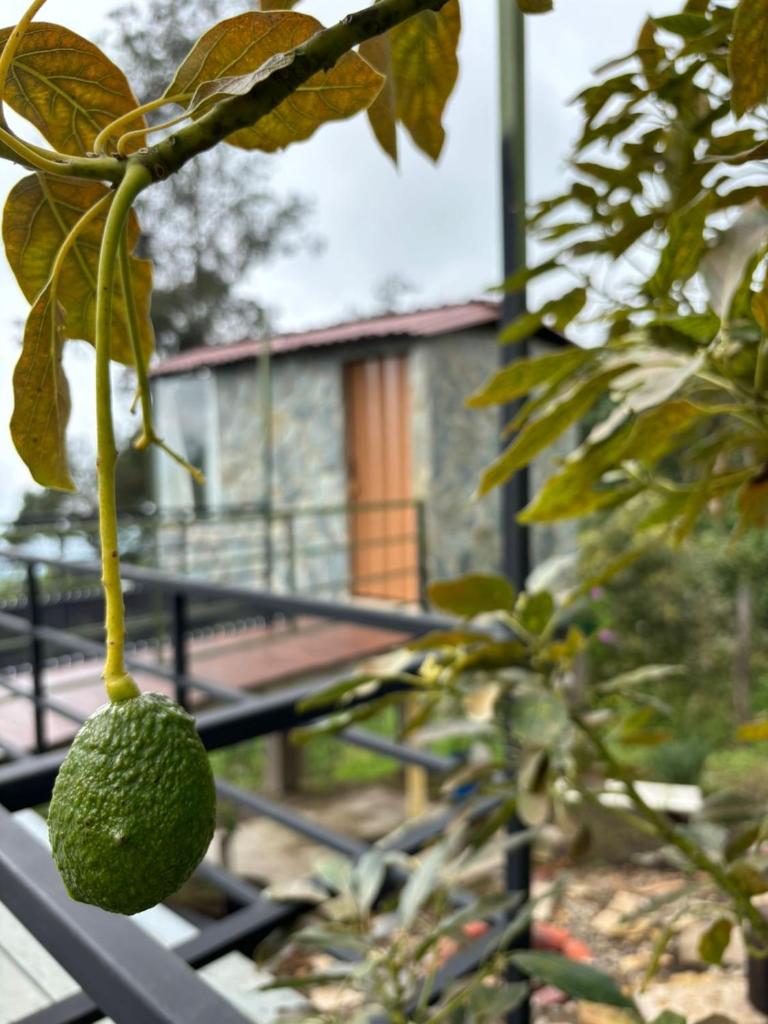 Luz de Luna Glamping photo 3