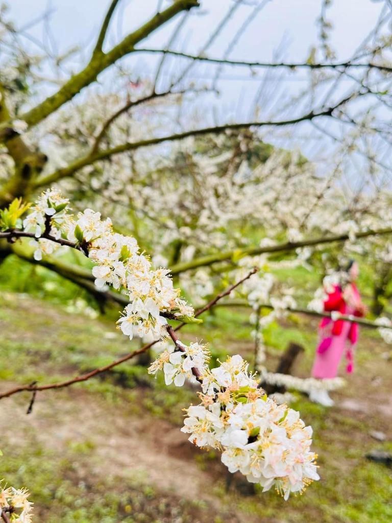 Homstay Mimosa - Mộc Châu