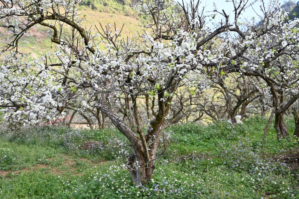 Homstay Mimosa - Mộc Châu