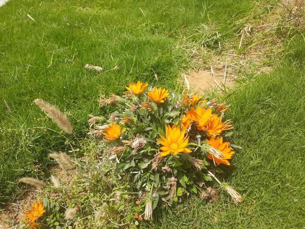 قرية تونس photo 2