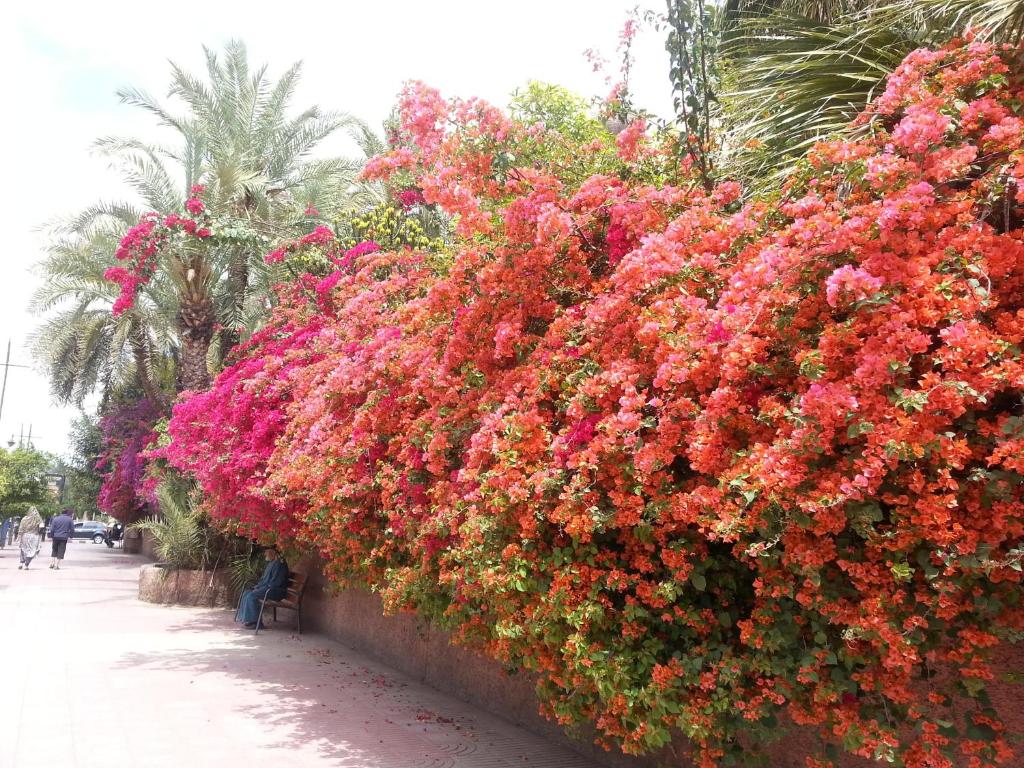Riad des Etoiles photo 4