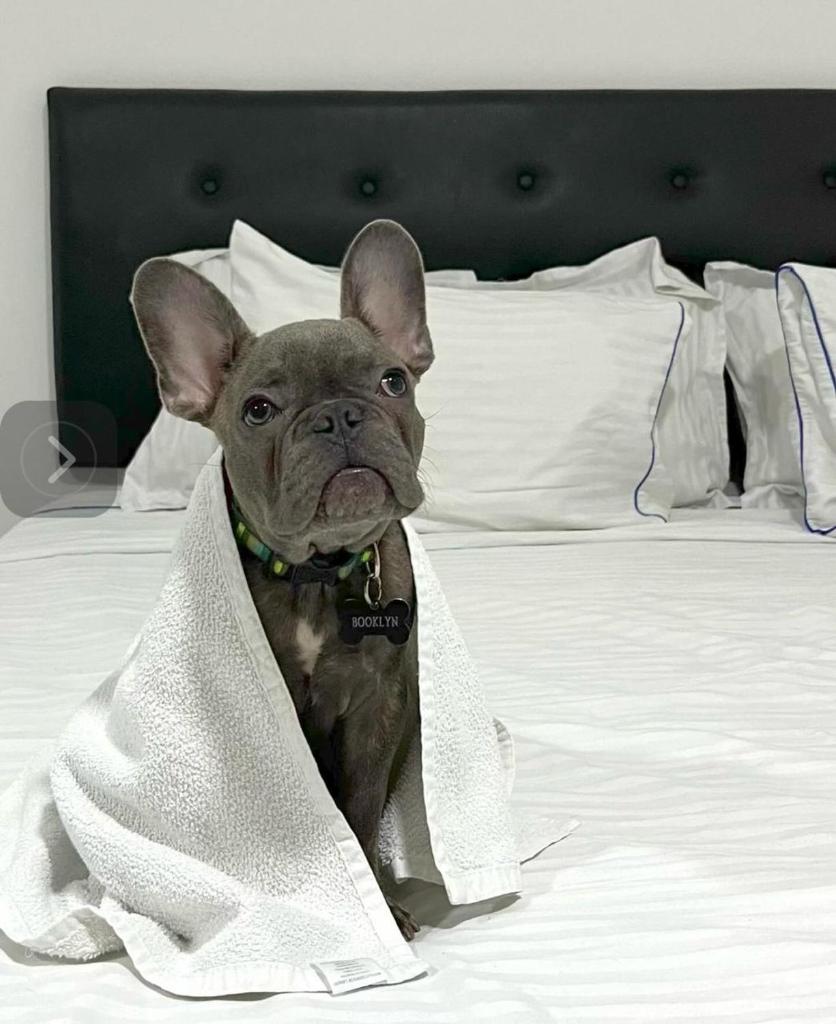 Hotel Fenix photo 2
