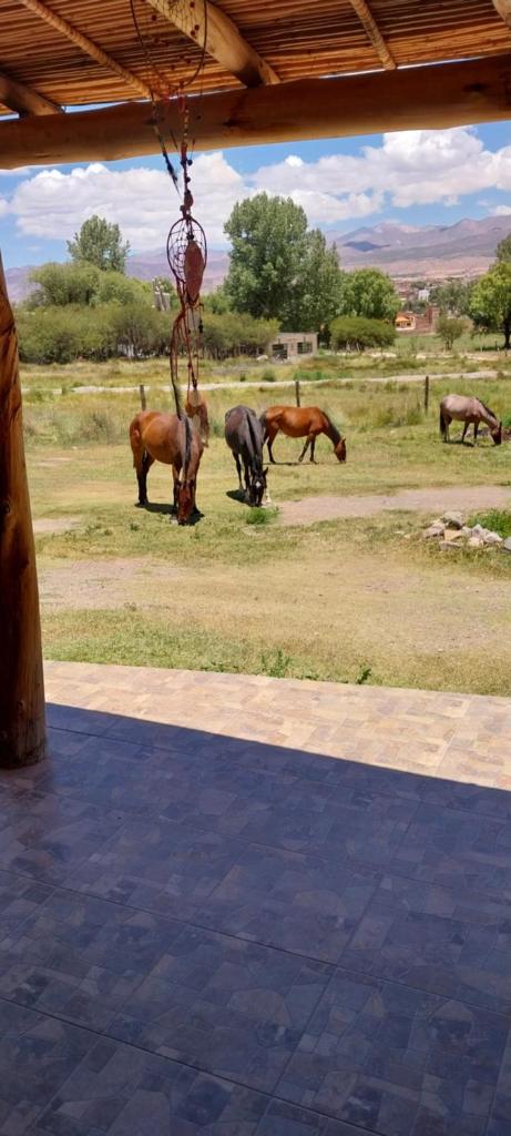Cabañitas EL REPOSO HUMAHUACA photo 4