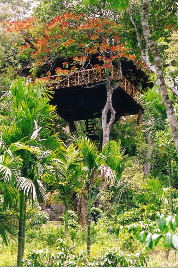 Tranquil Resort - Blusalzz Collection, Wayanad - Kerala photo 4