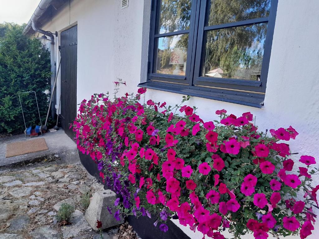 Brösarp Källagården Lilla Gårdslägenheten