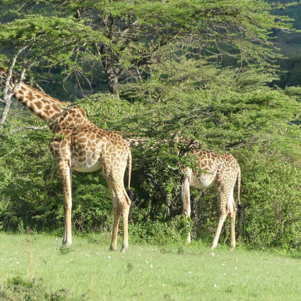 Maasai home village photo 1