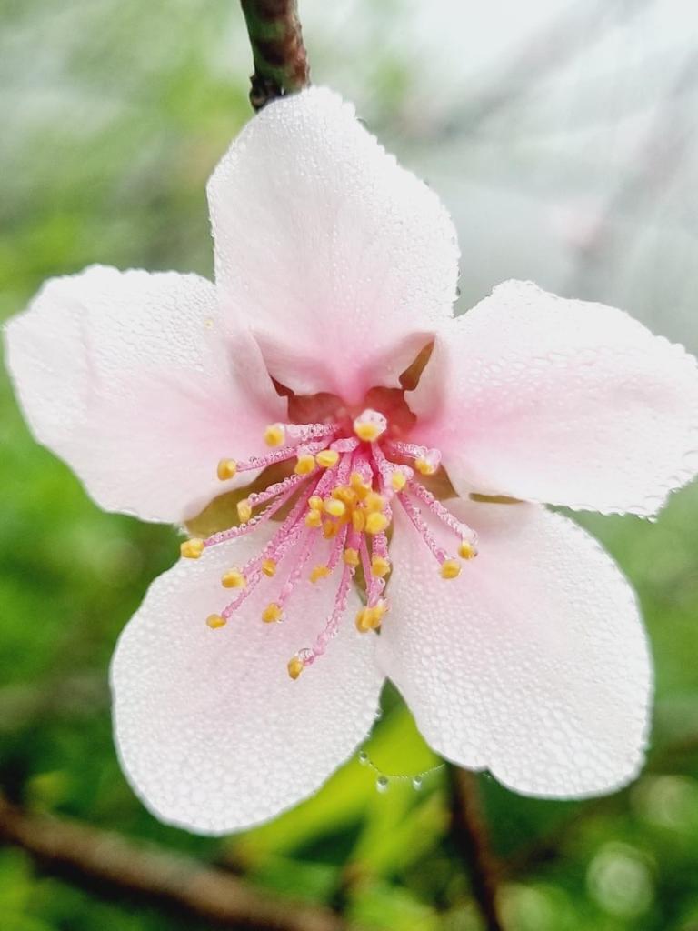Mộc Châu Peachy Garden photo 1