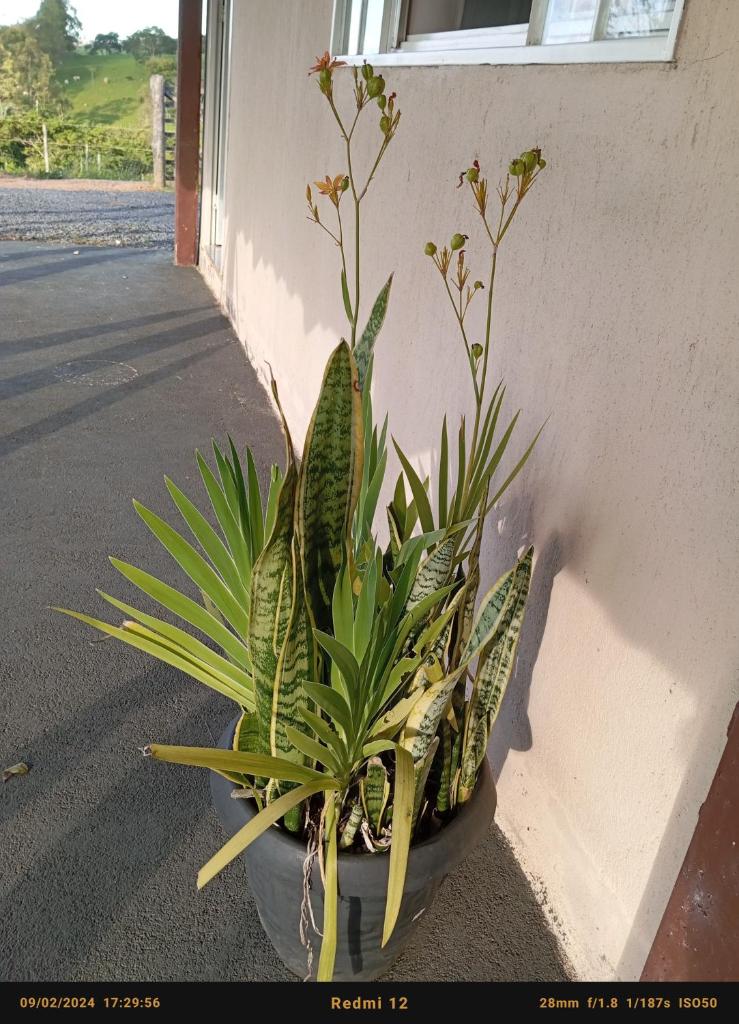 Pousada flores de ipê photo 3