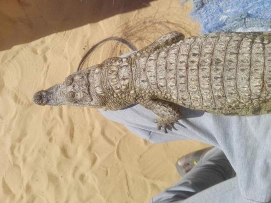 NeNeKaTo Nubian House photo 1