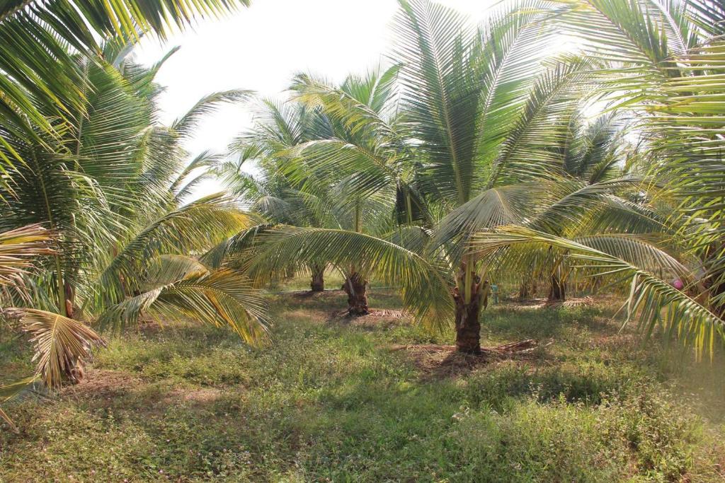 Kampot CoCo Homestays photo 3