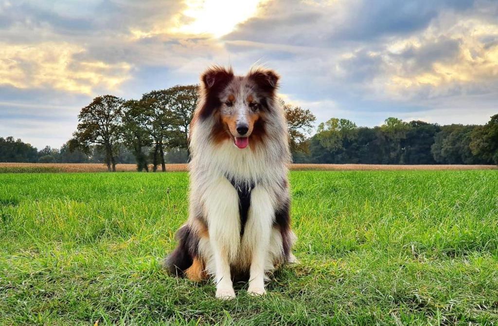 Ferienhaus am alten Deich - mit Sauna und Garten für 8 Personen, Hunde willkommen! photo 4