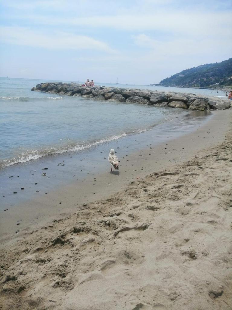 La Riviera dei Fiori photo 1