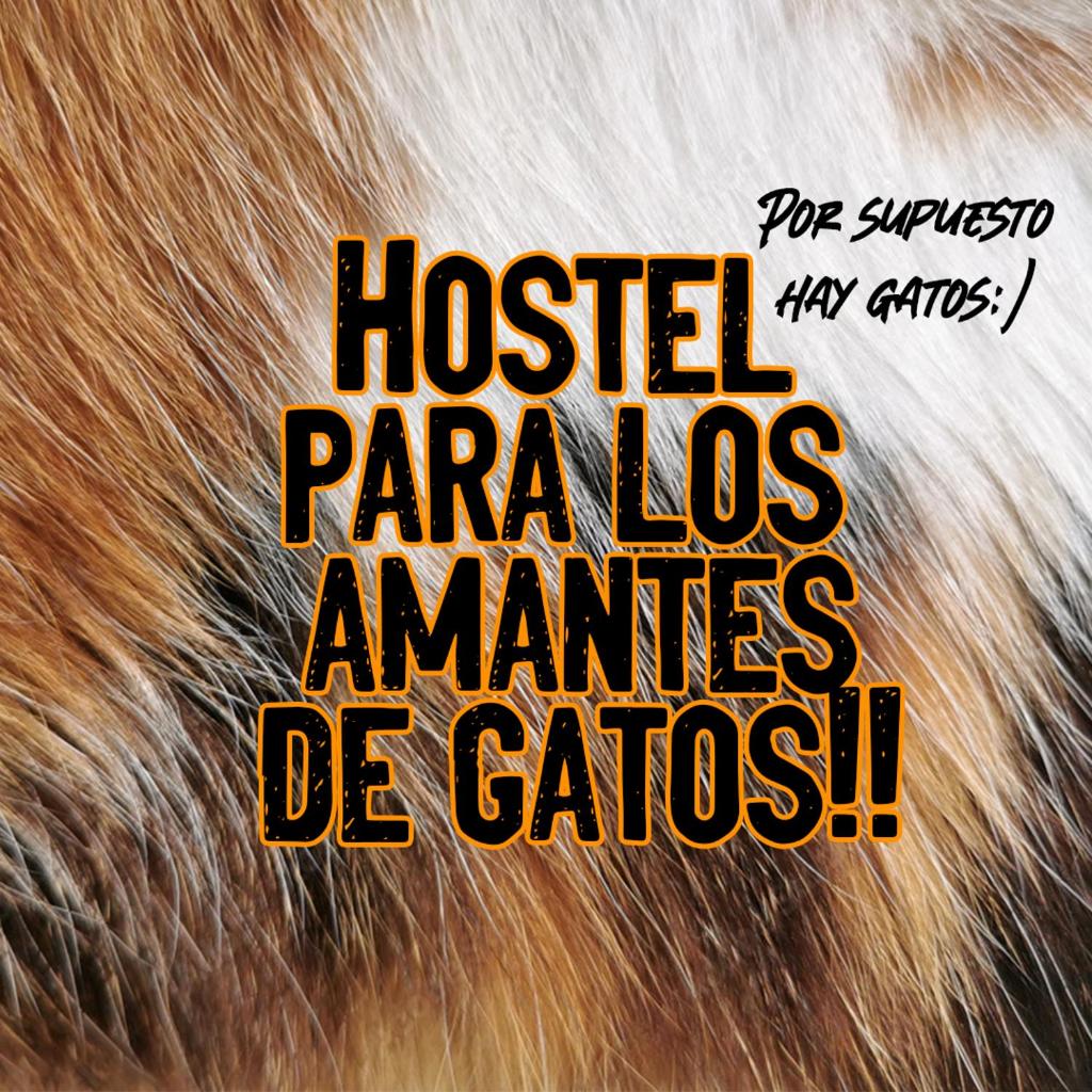 Posada De Los Gatos photo 3
