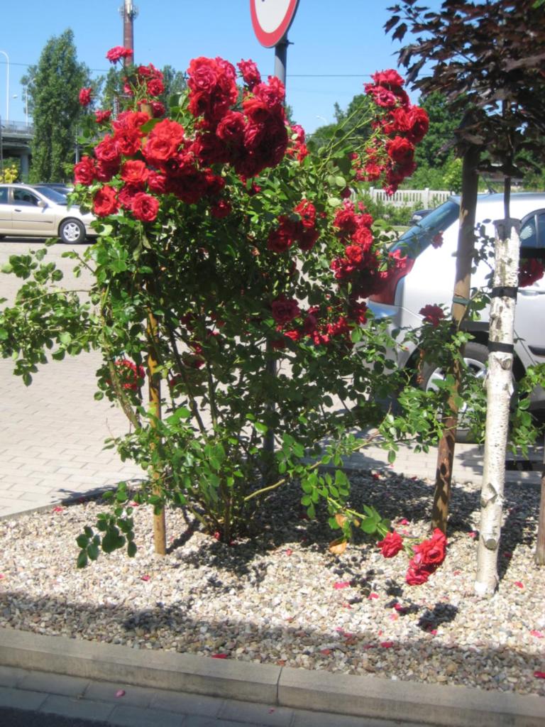 Baza noclegowa Mistral photo 2