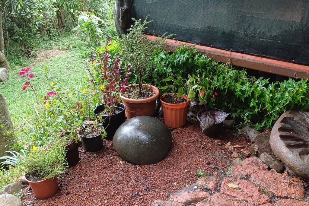 Casa Monstera photo 4