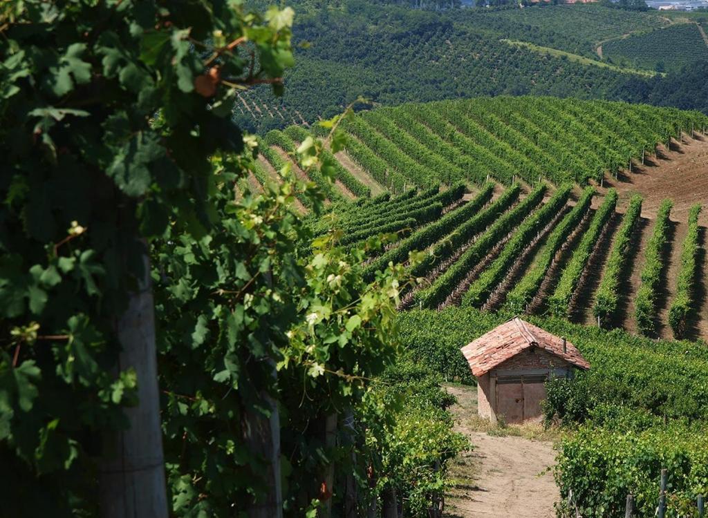 L'ulivo,casa di campagna. photo 3