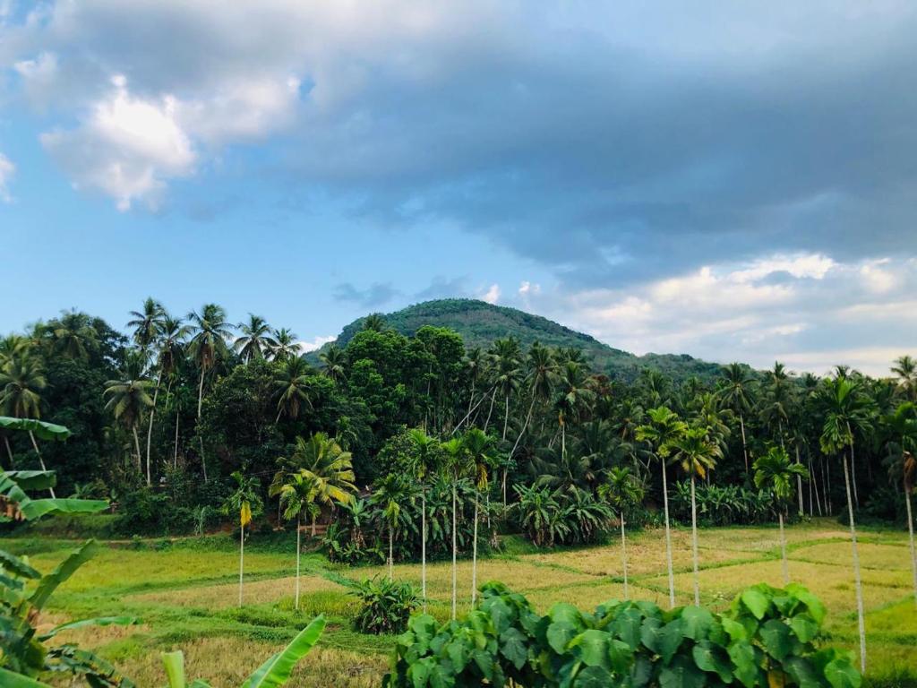 Ceylon Guest photo 1