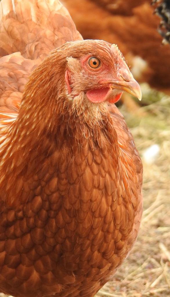 Gazdinstvo Vujičić photo 2