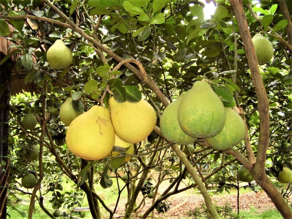 Ba Duc Ancient House