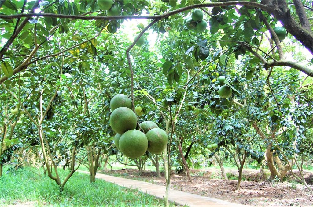 Ba Duc Ancient House