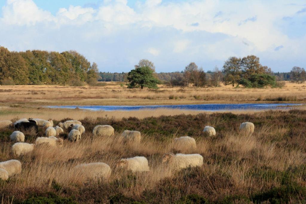 Rheelanden 27-14 photo 2